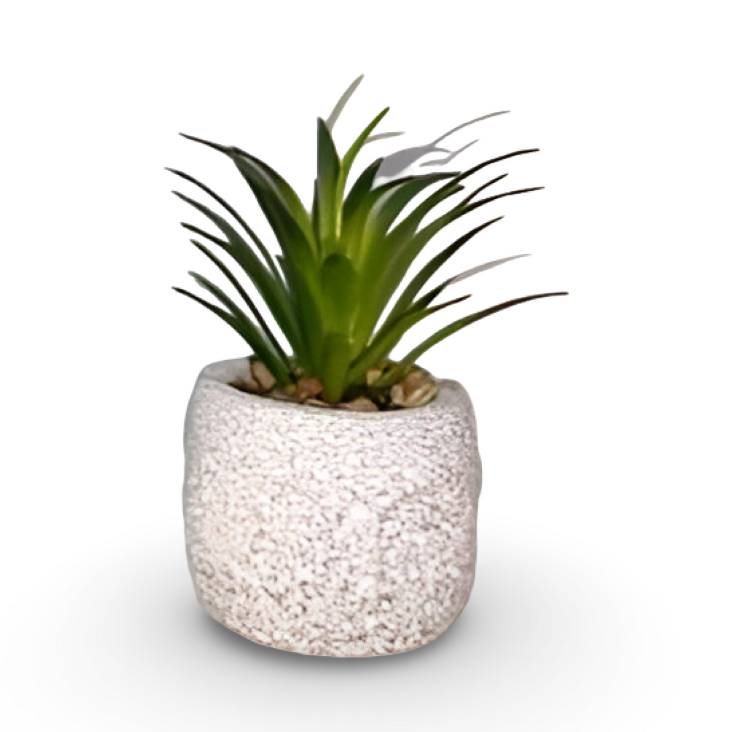 Succuclent Bonsai 10cm