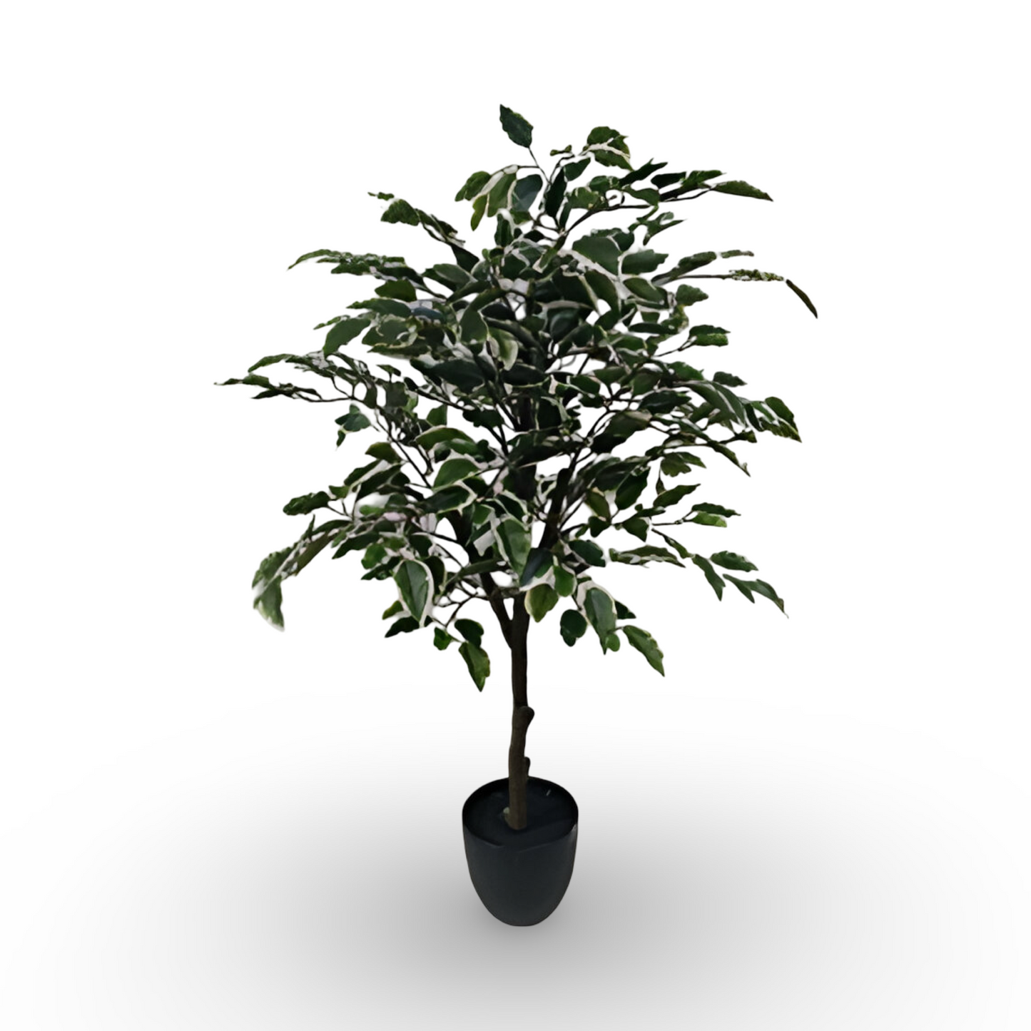 White-Edge Ficus Tree 90cm