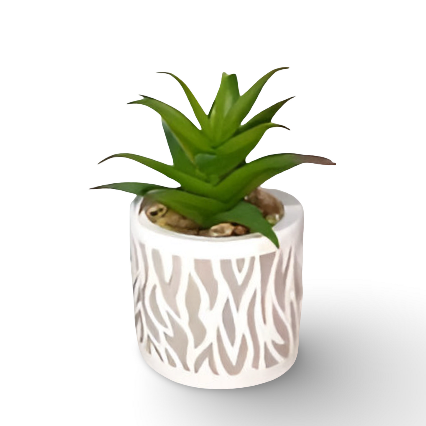 Succulent Bonsai 11.5cm