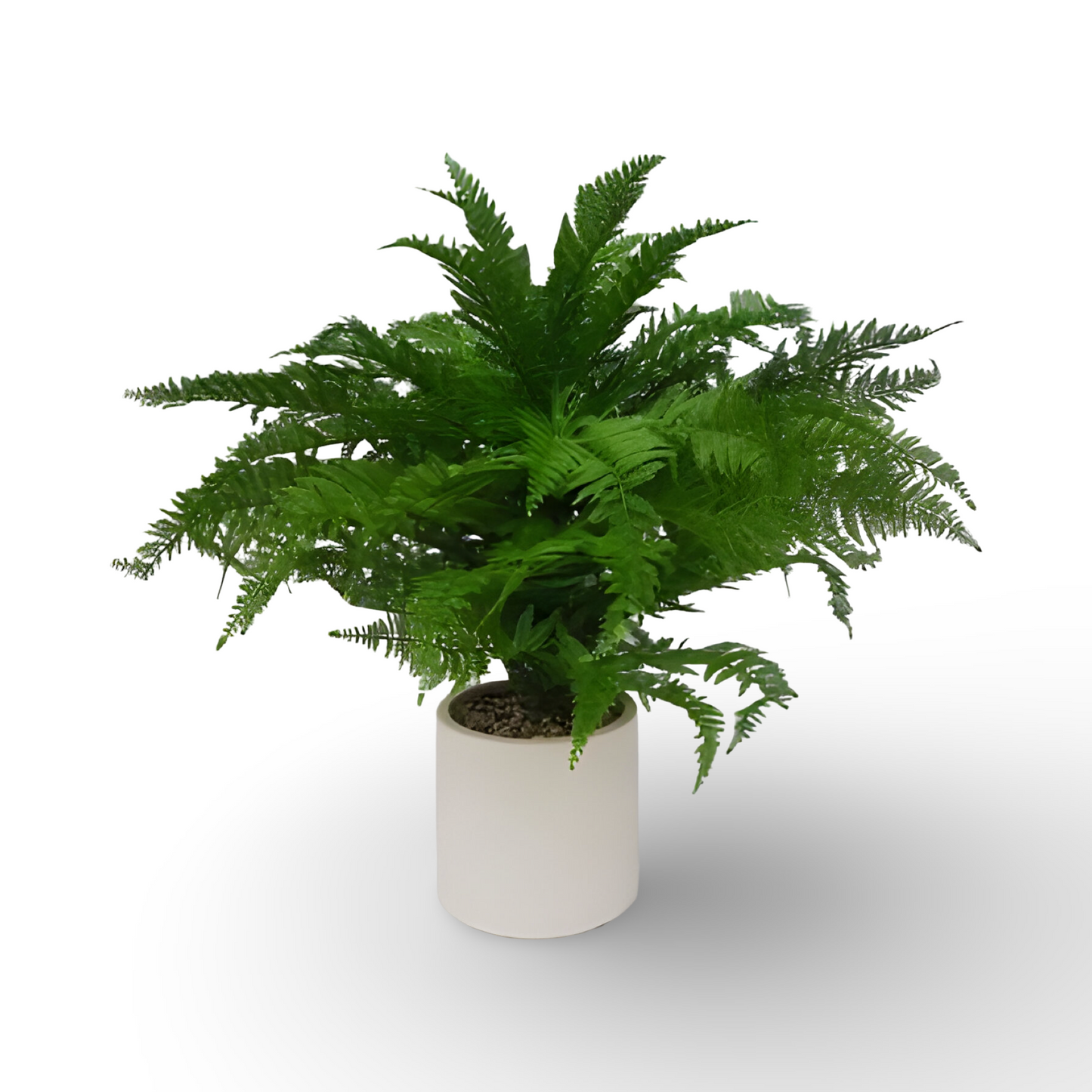 Fern Bonsai 67cn