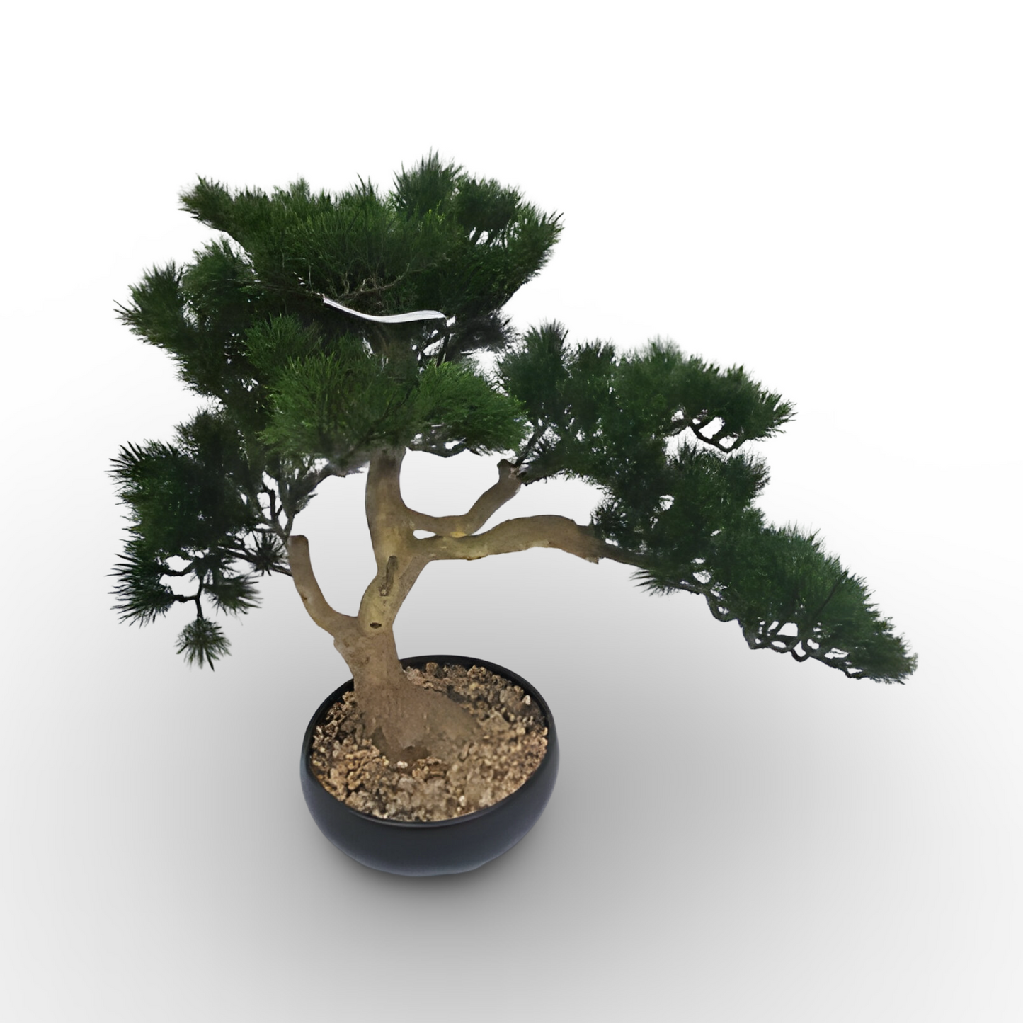 Pine Bonsai 49cm