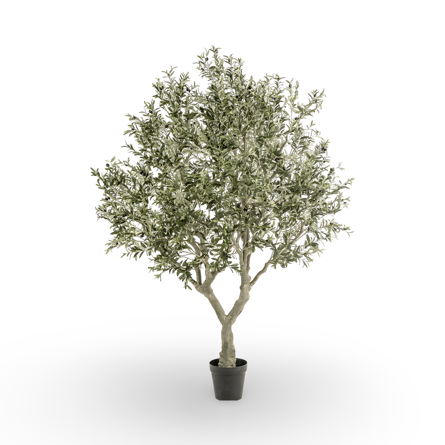 Olive Tree 250cm