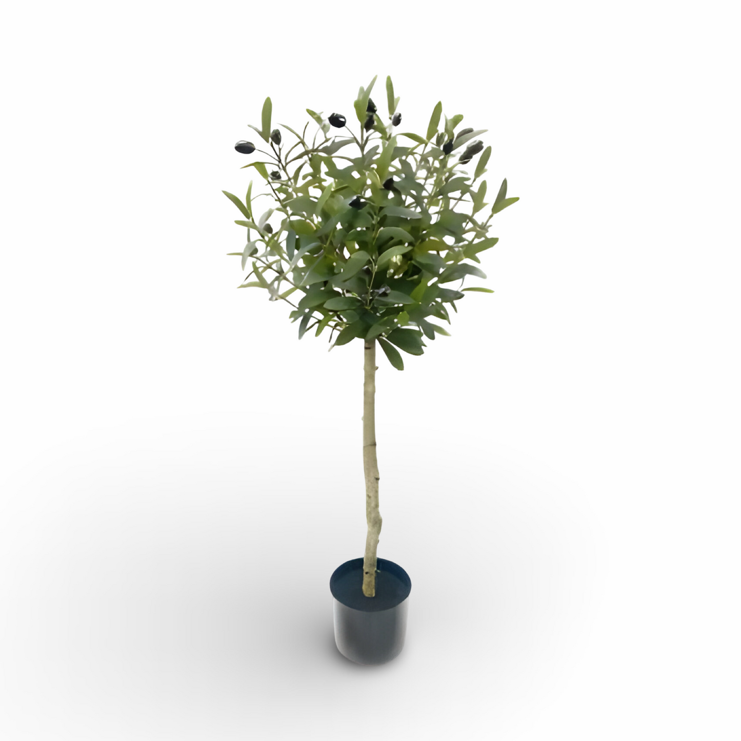 Olive Tree 92cm