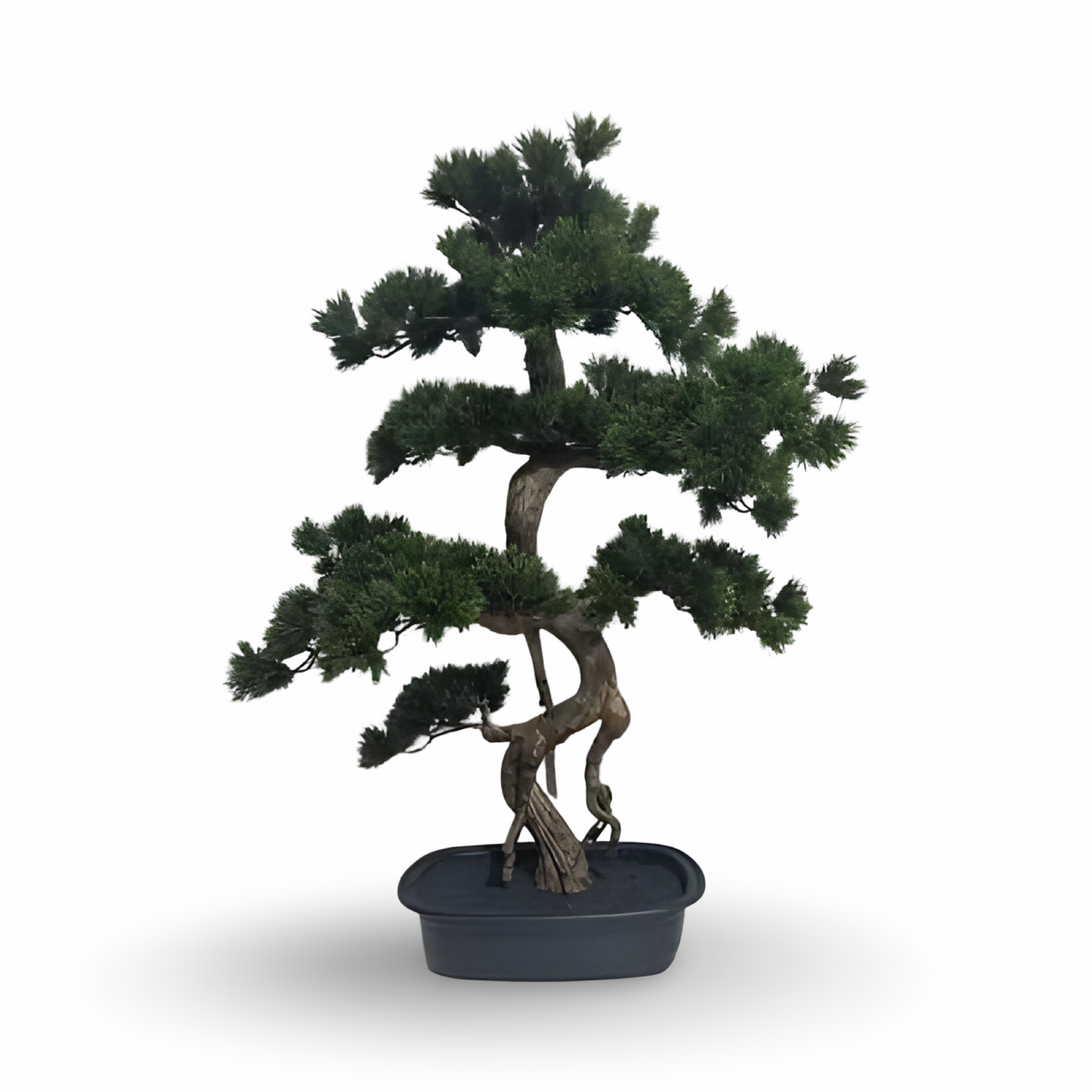Cypress Bonsai 83cm