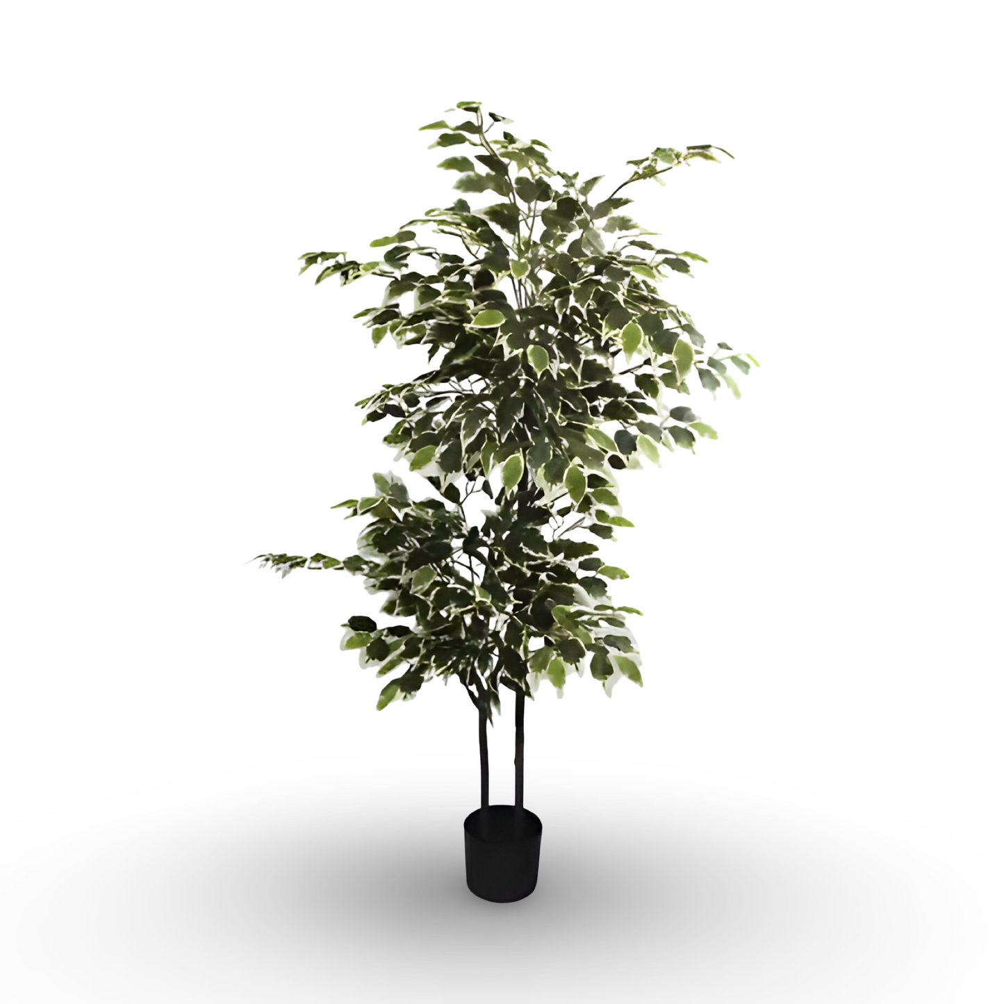 White-Edged Ficus Tree 150cm