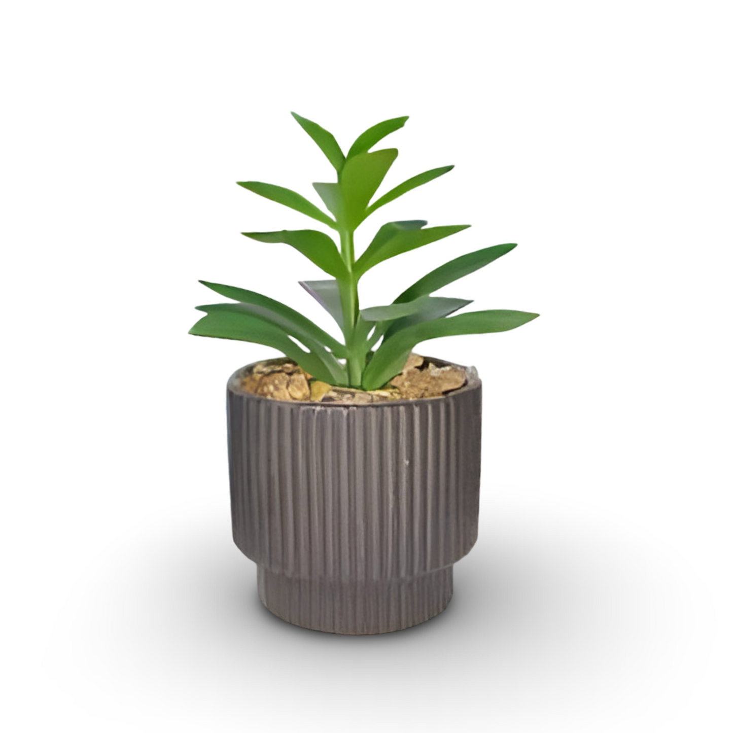 Succulent Bonsai 16cm