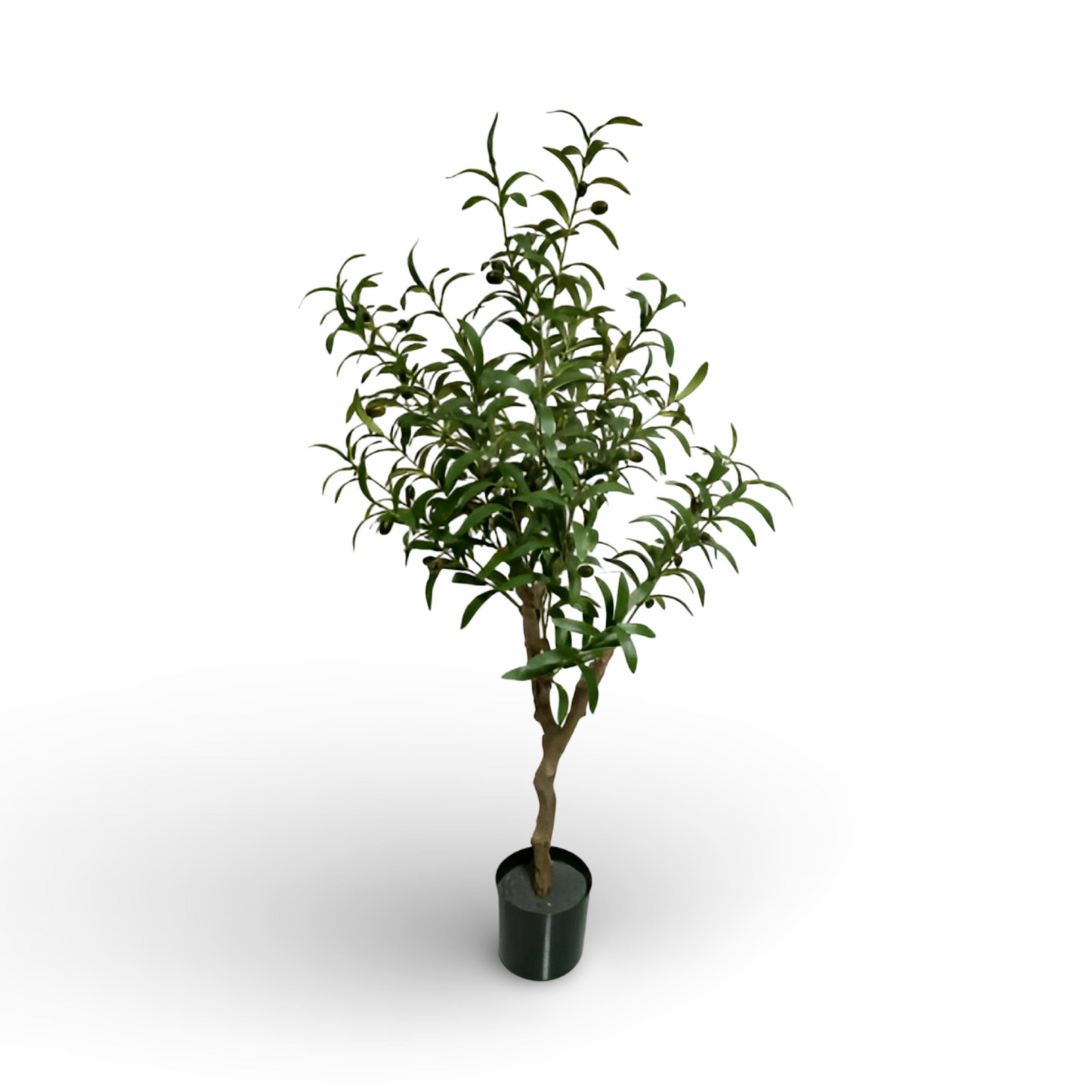 Olive Tree 120cm