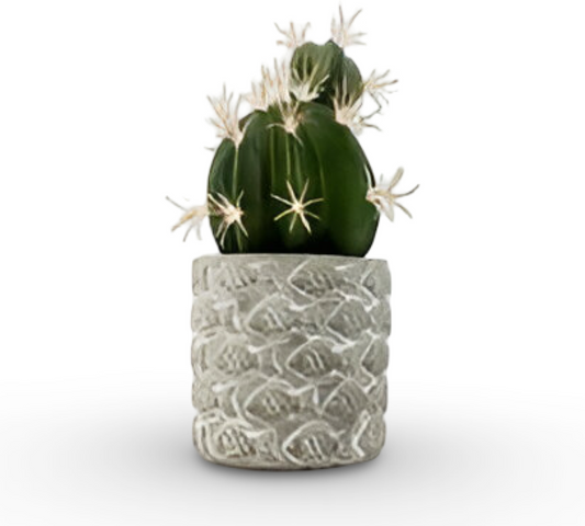 Cactus Bonsai 16cm