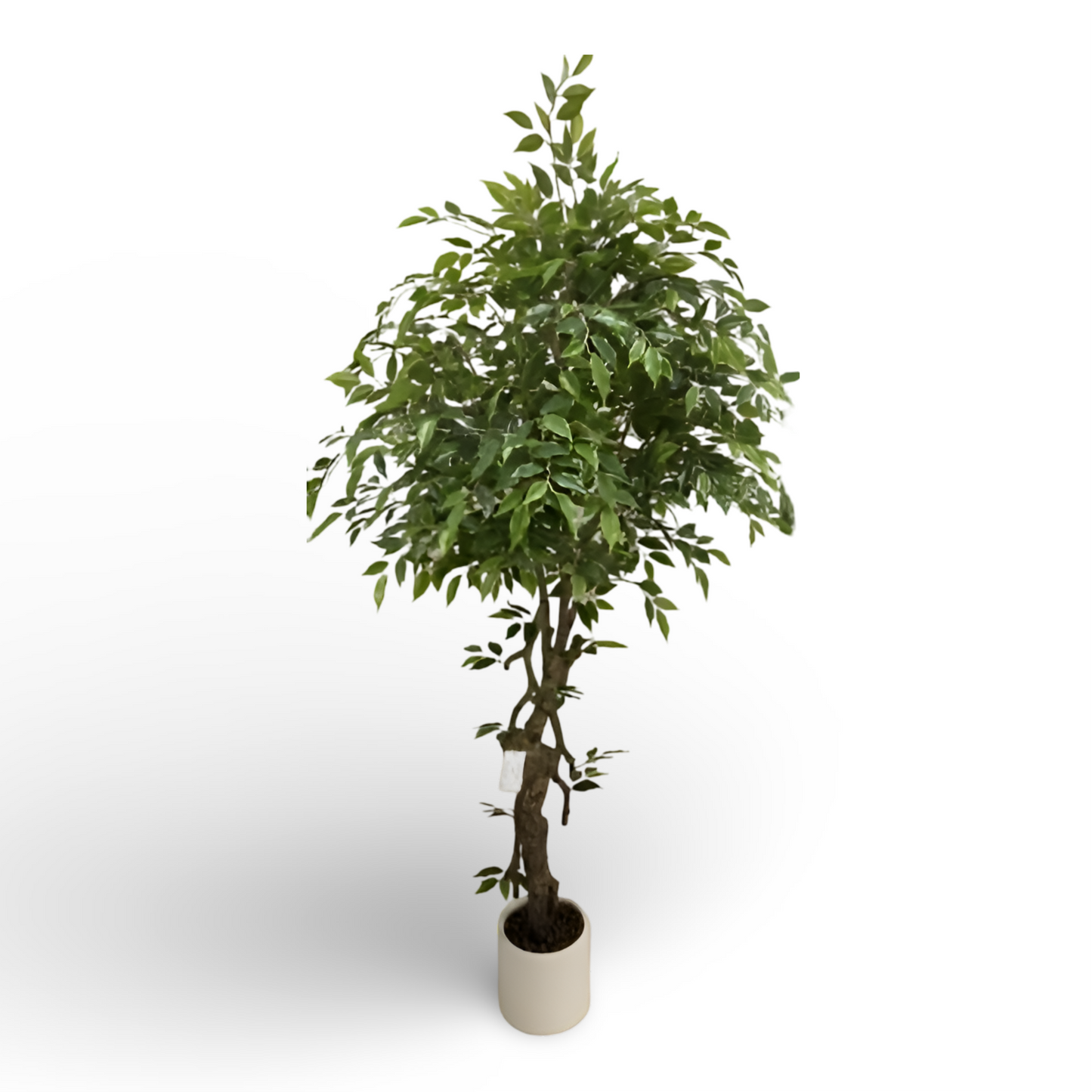 Green Ficus Tree 180cm