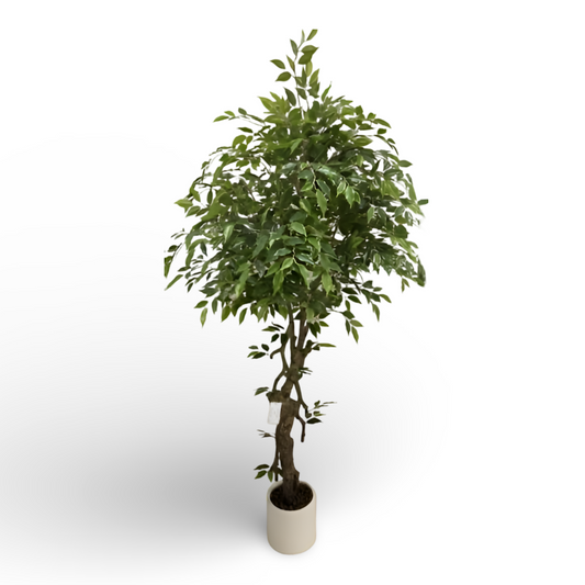 Green Ficus Tree 180cm
