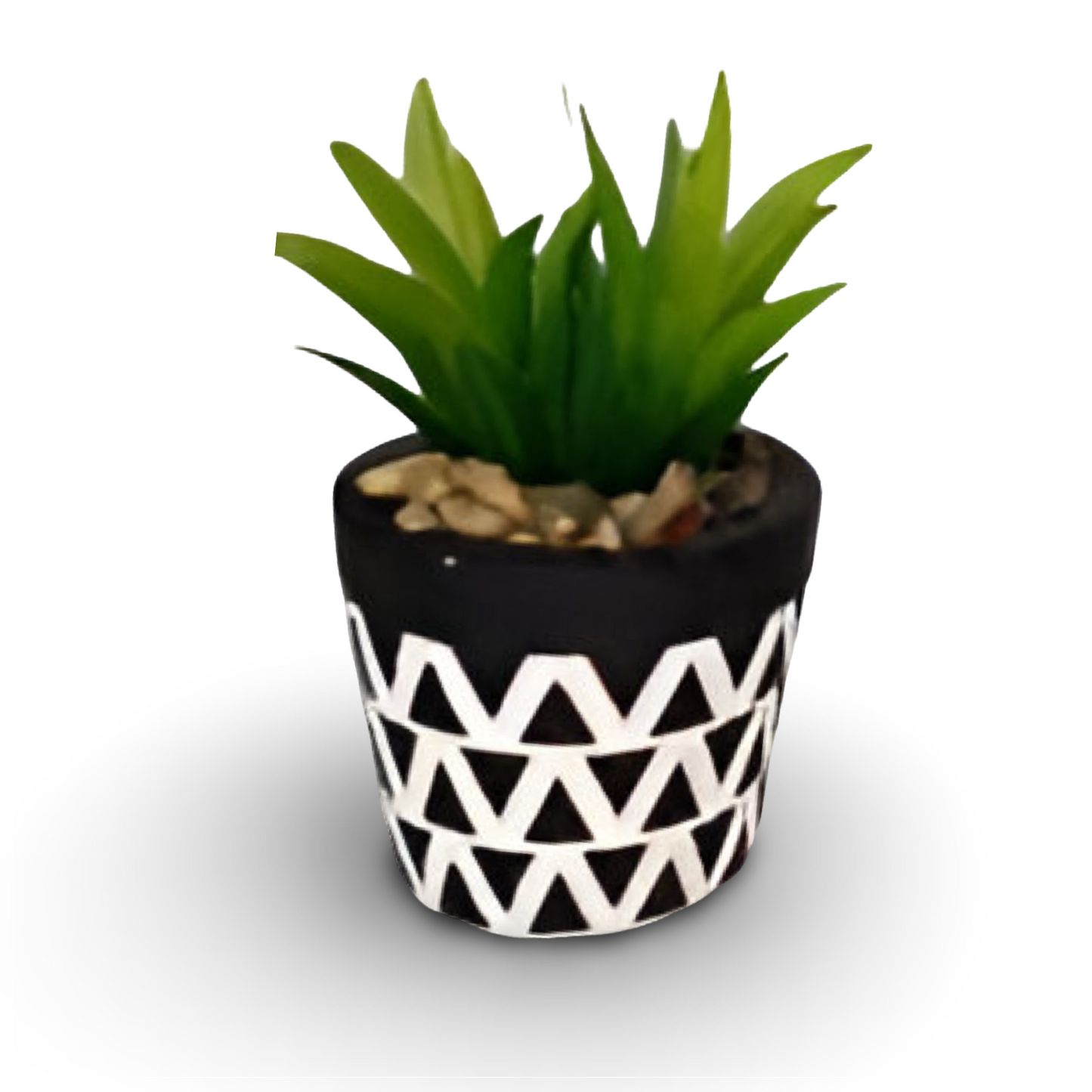 Succulent Bonsai 10.5cm