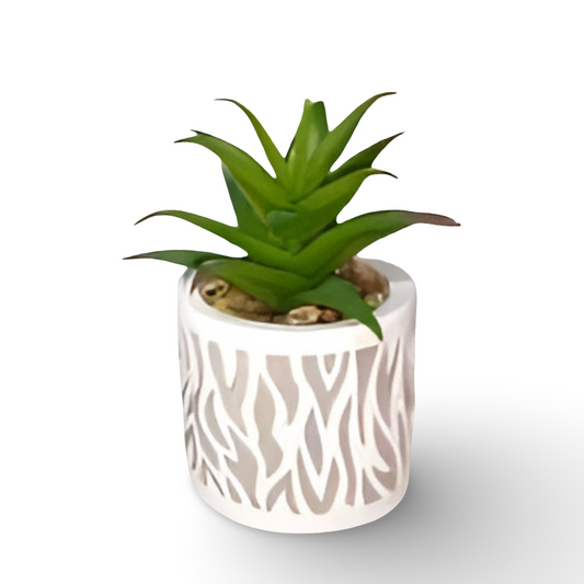 Succulent Bonsai 11.5cm