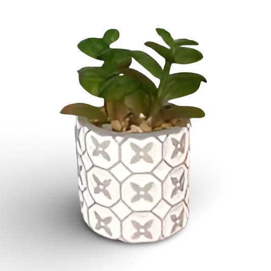 Succulent Bonsai 10.5cm