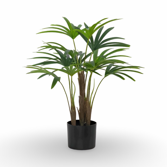 Rhapis Tree 70cm