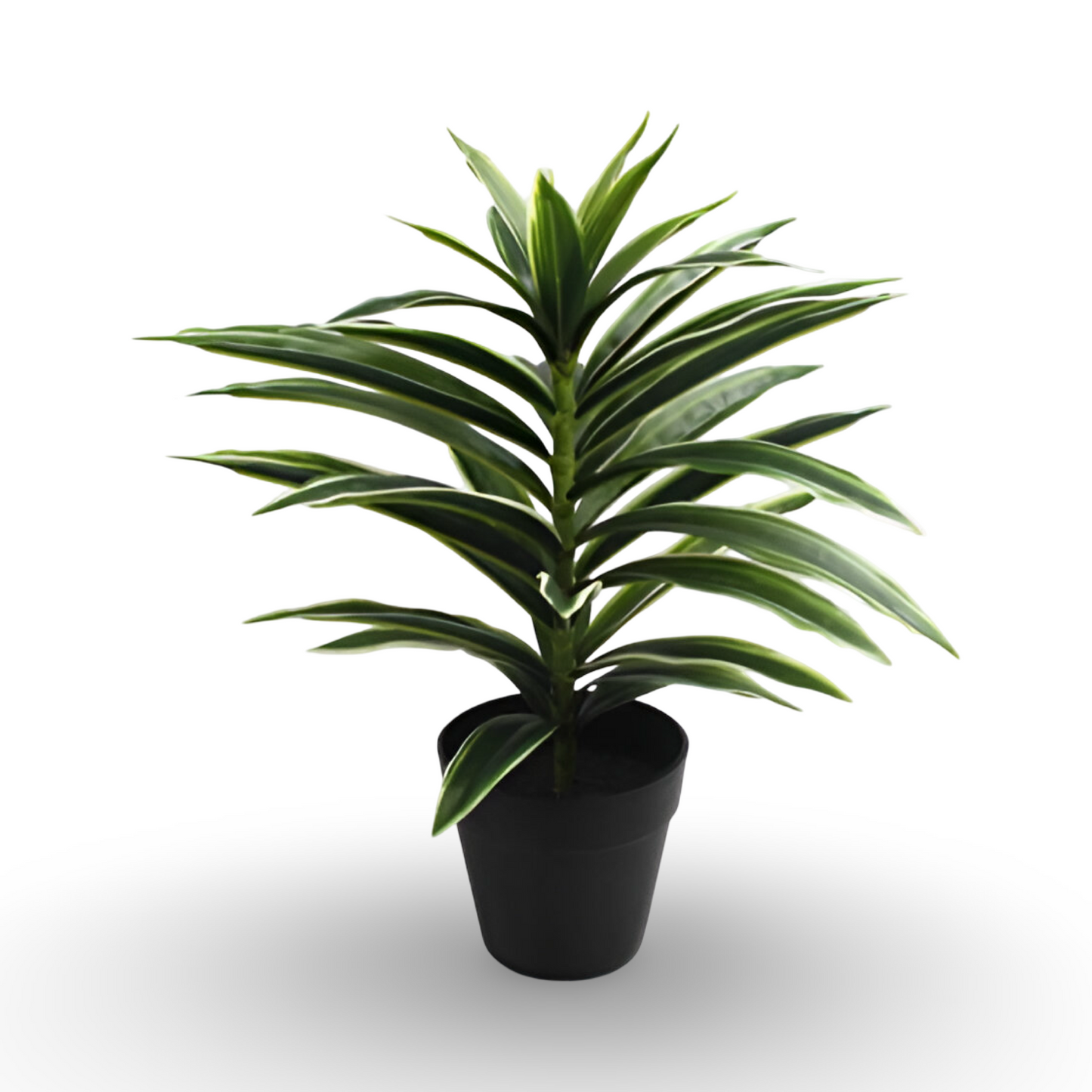 White-Edge Dracaena 35cm