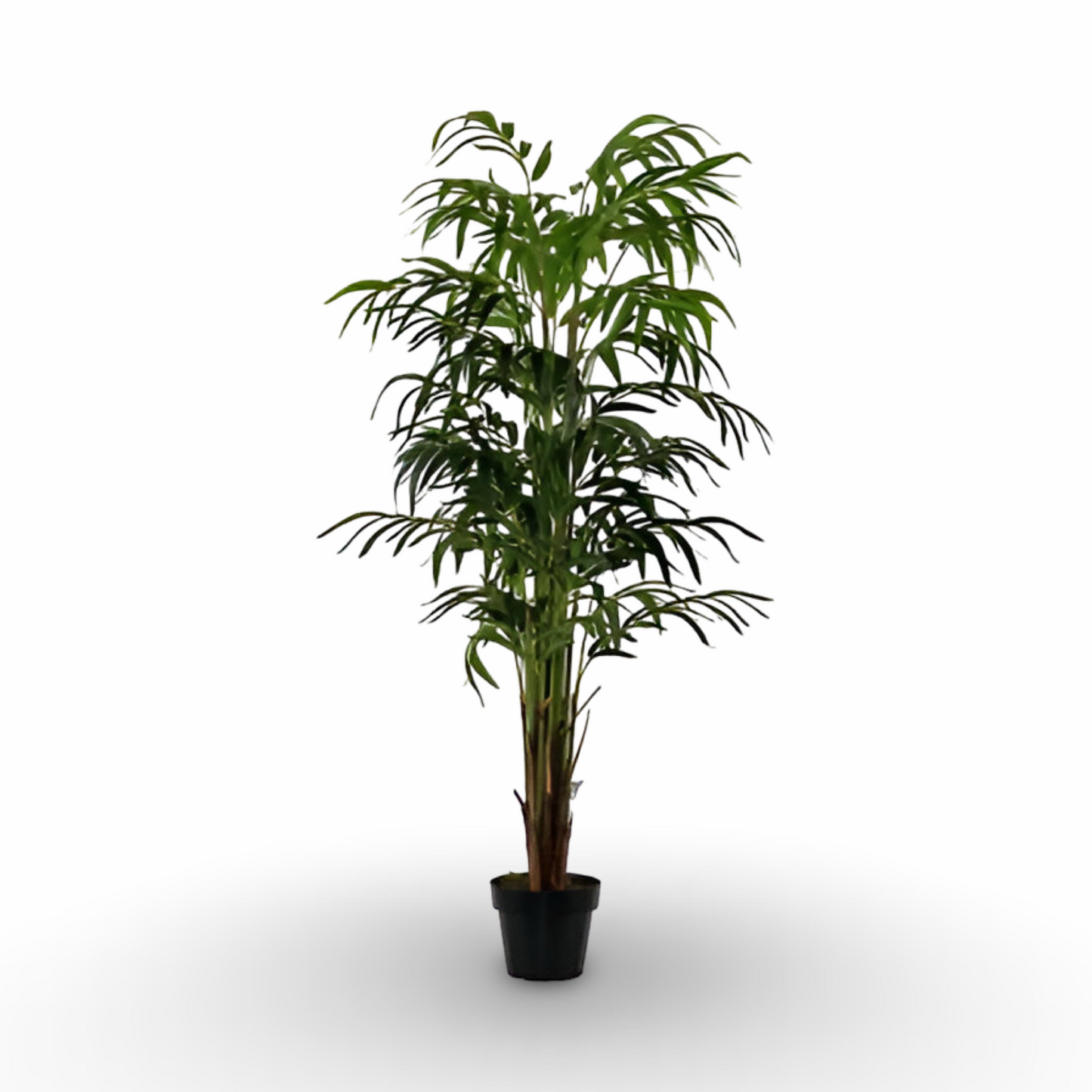 Bamboo Palm Tree 170cm