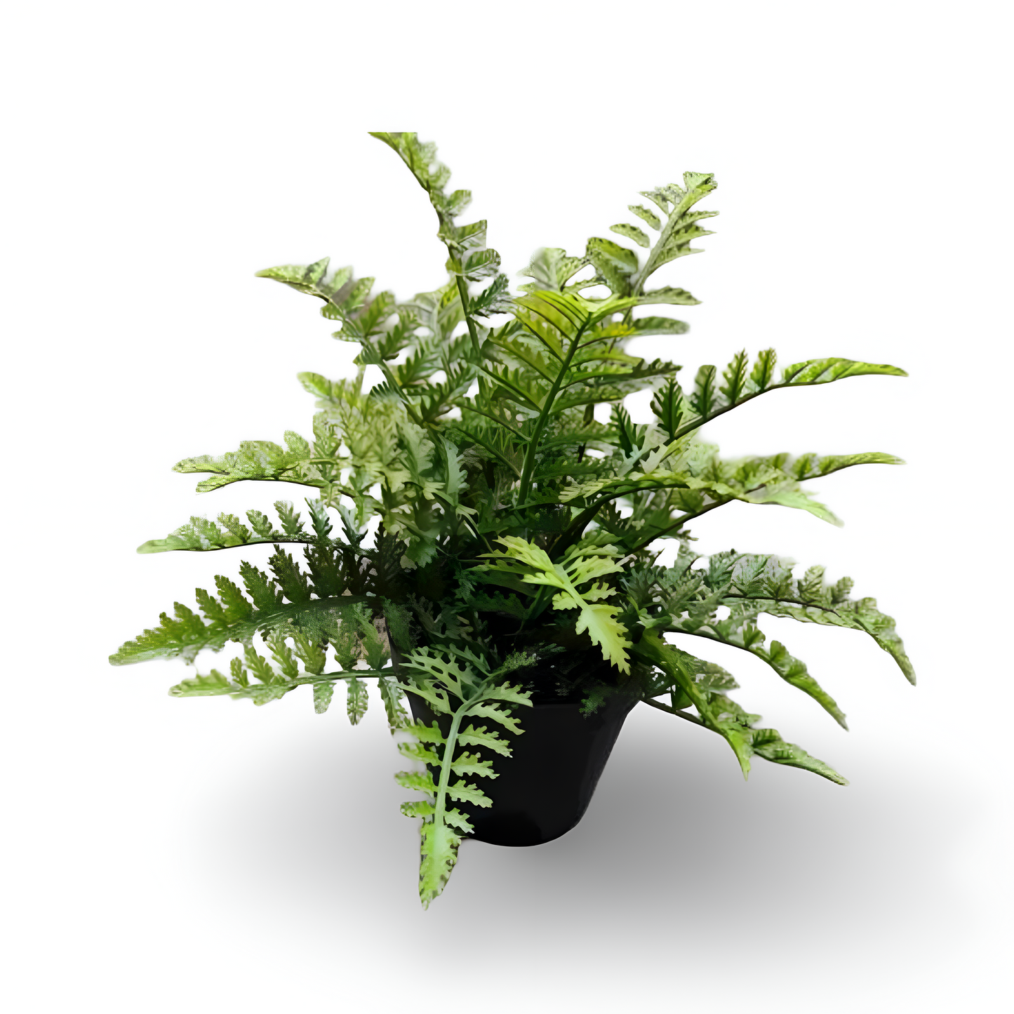 Fern Bonsai 24cm