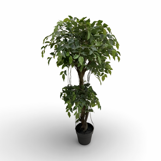 Green Ficus Tree 120cm