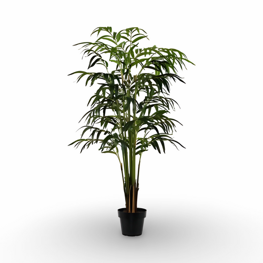 Bamboo Palm Tree