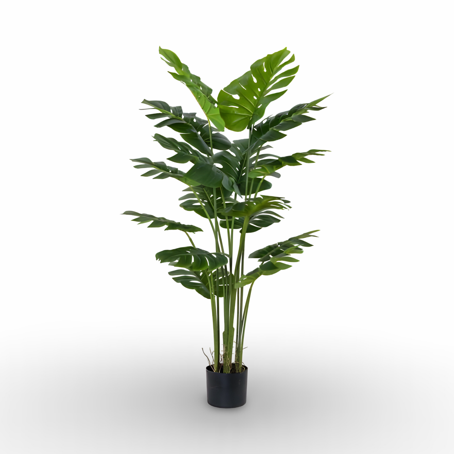 Monstera Tree 145cm
