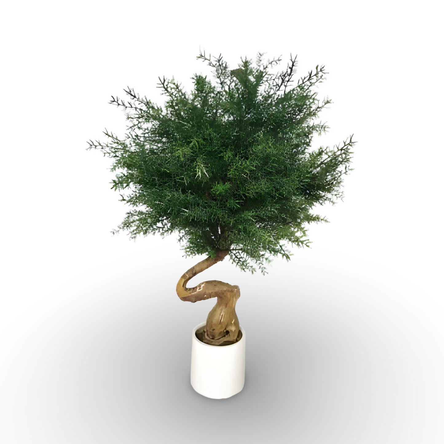 Austrilian Cedar Tree 106cm