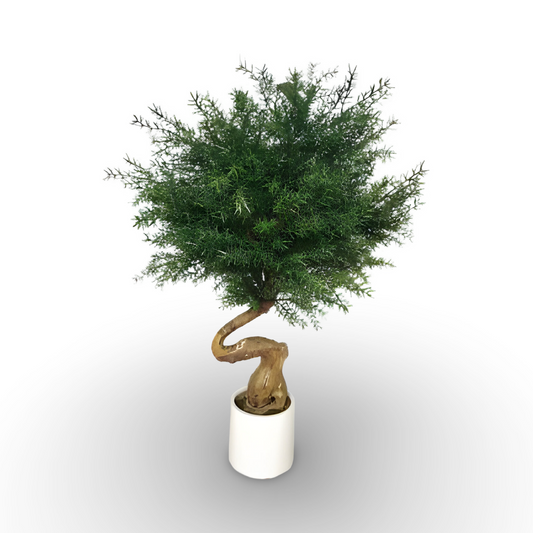 Austrilian Cedar Tree 106cm