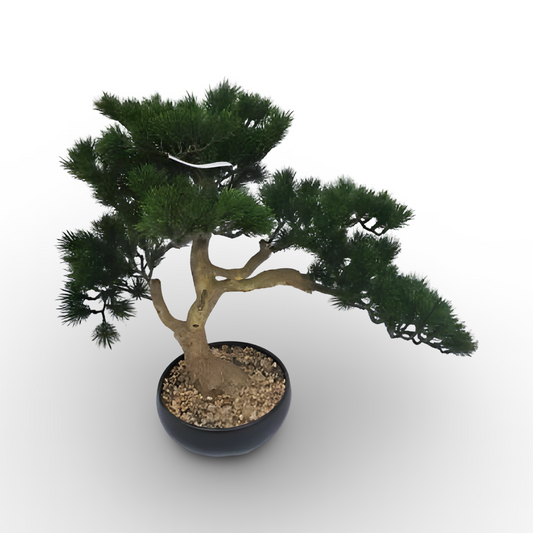 Pine Bonsai 49cm
