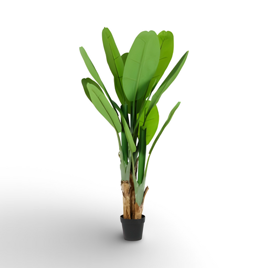 Banana Tree 150cm