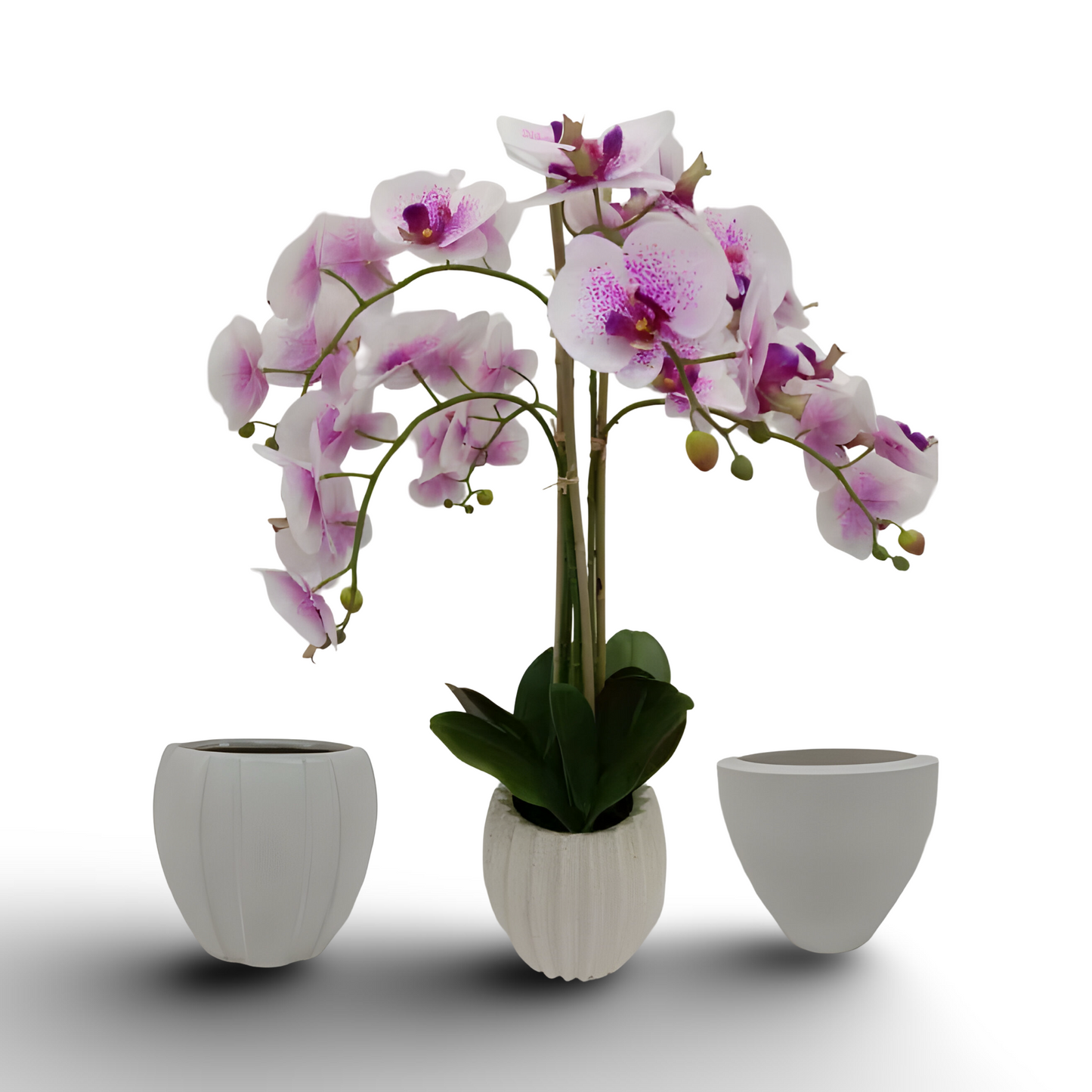 Orchid Bsai 71cm