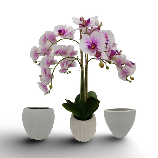 Orchid Bsai 71cm