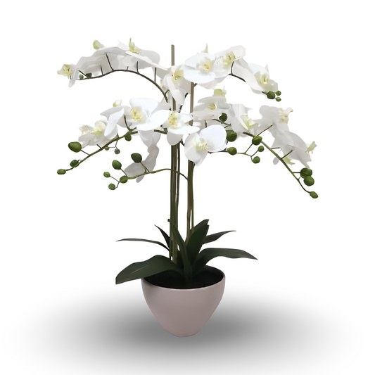 Orchid Bonsai 69cm