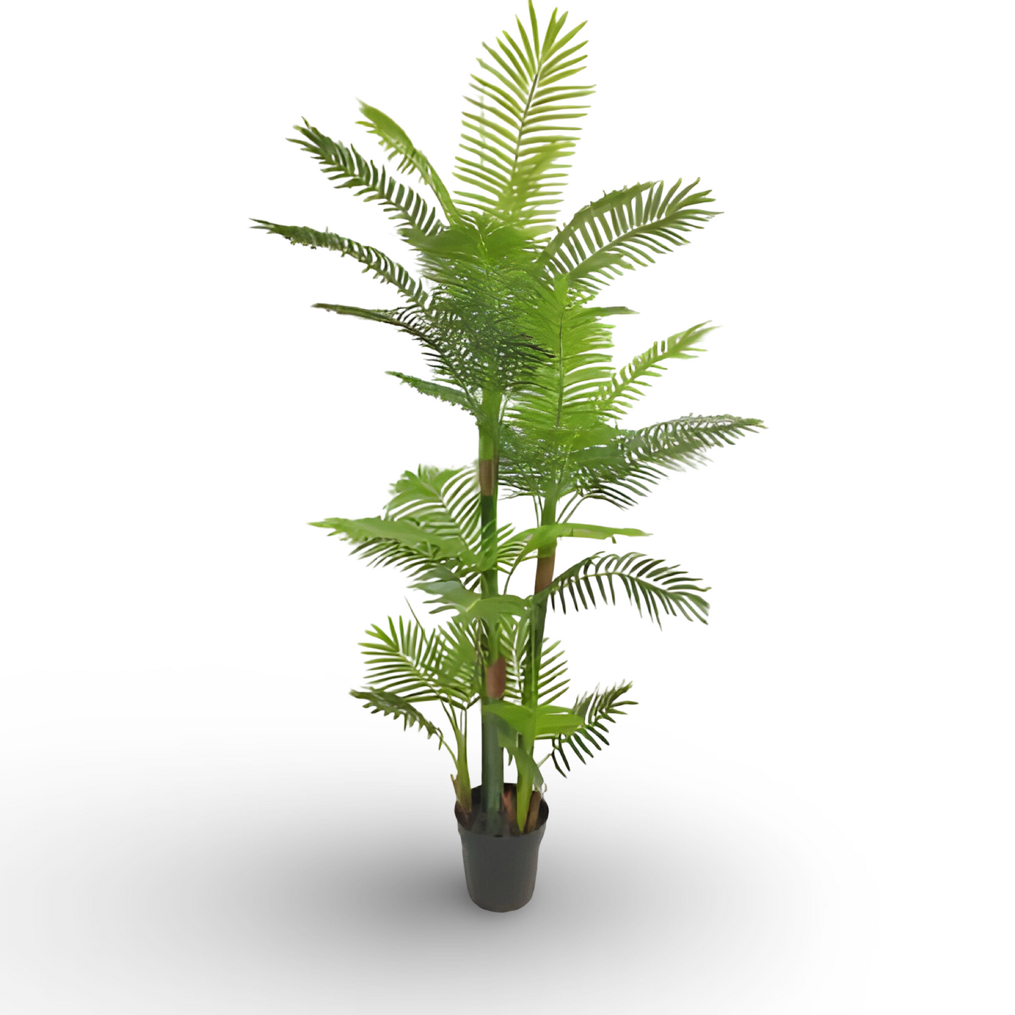 Bamboo Palm Tree 180cm