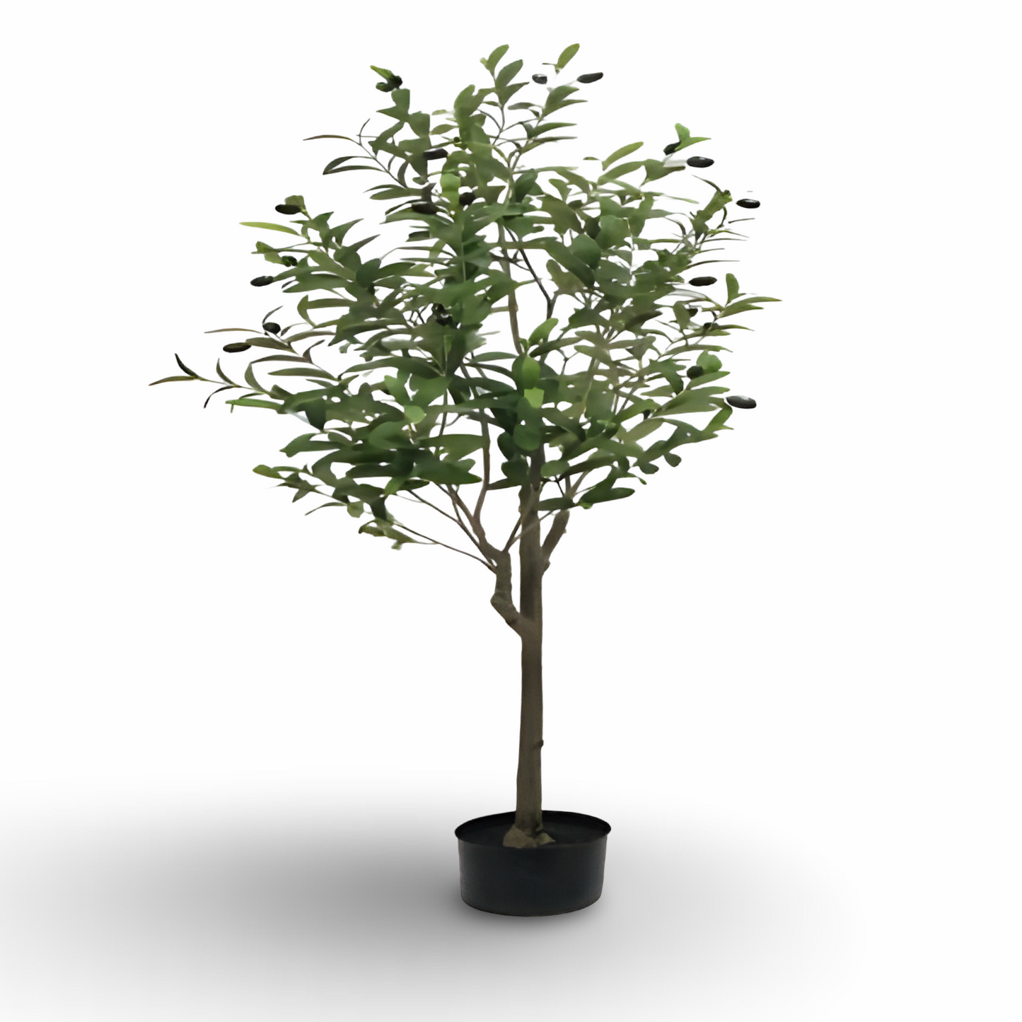 Olive Tree 150cm