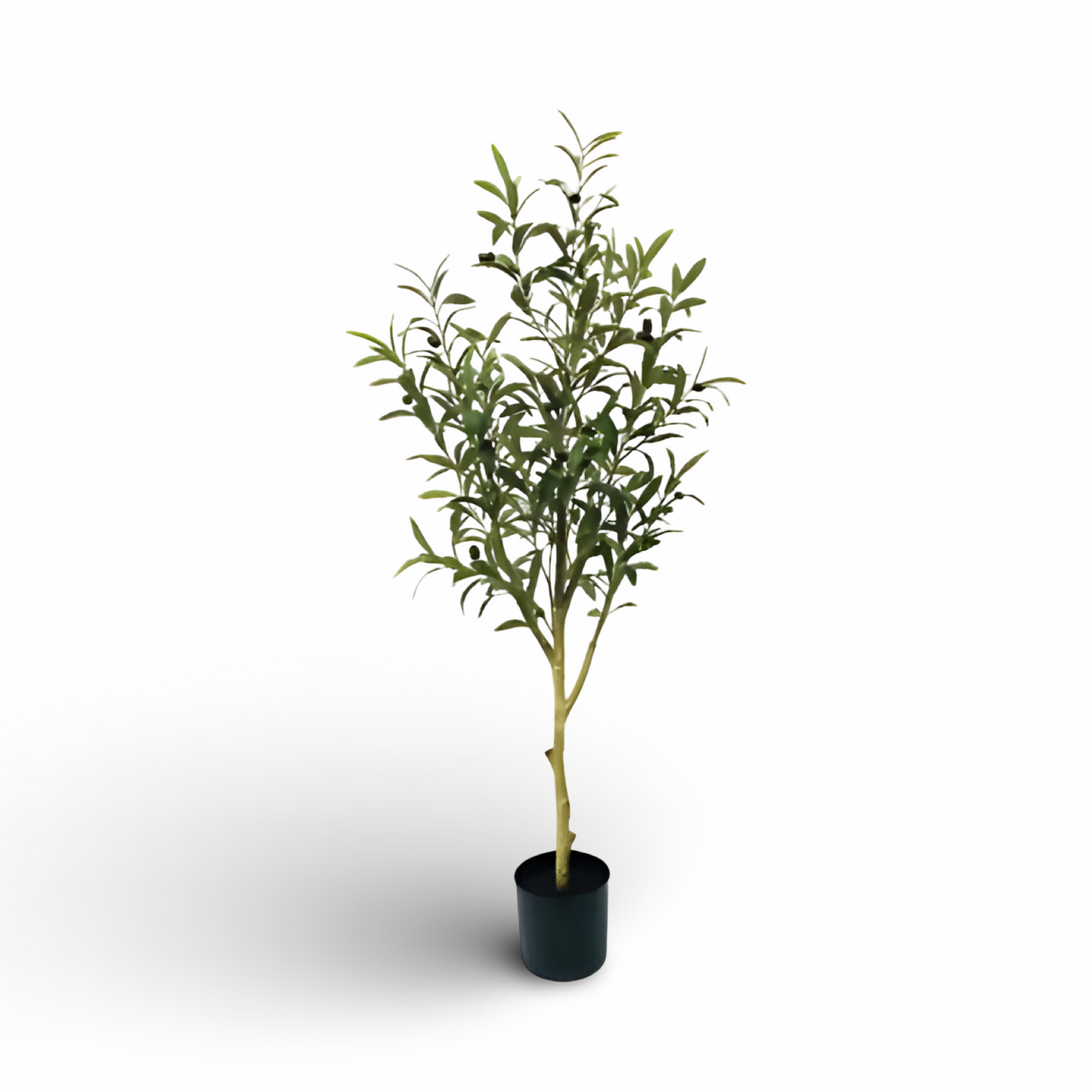 Olive Tree 122cm