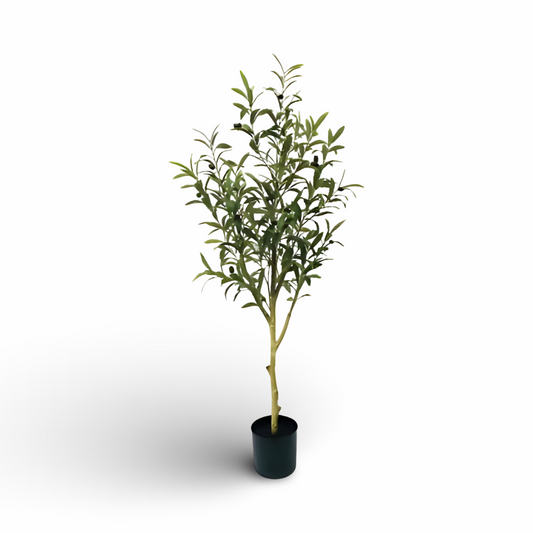 Olive Tree 122cm
