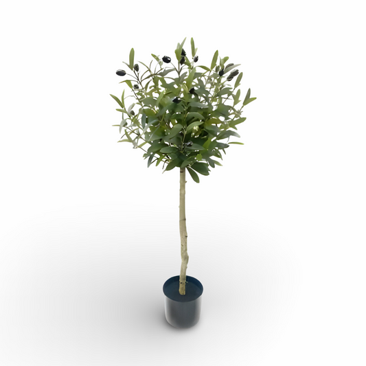 Olive Tree 92cm