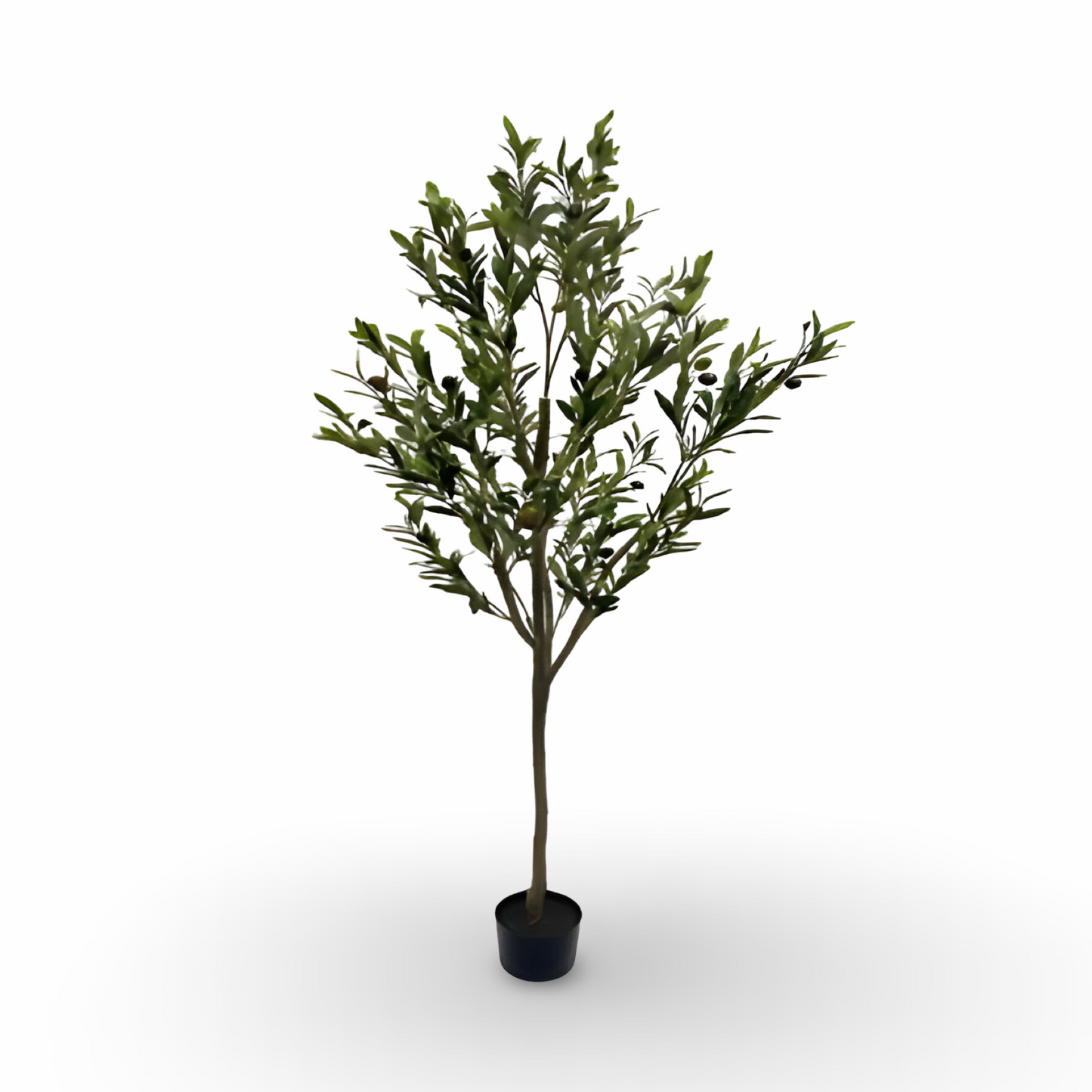 Olive Tree 170cm