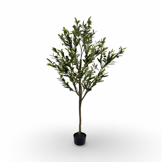 Olive Tree 170cm