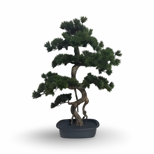 Cypress Bonsai 83cm