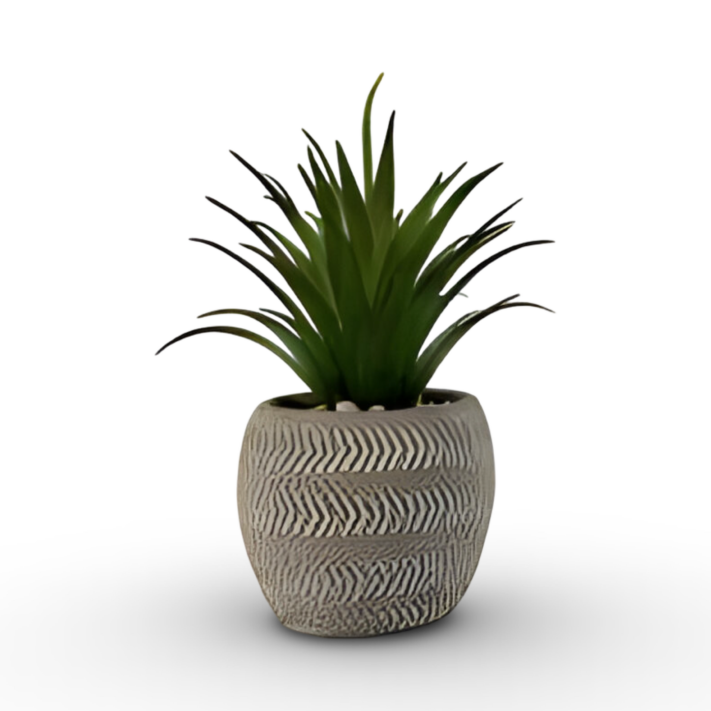 Succulent Bonsai 18cm