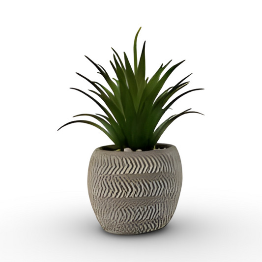 Succulent Bonsai 18cm